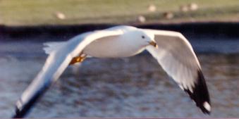 Another Seagull in flight