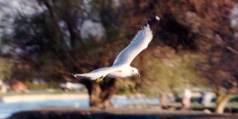Seagull in a turn