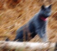 Motion Blur