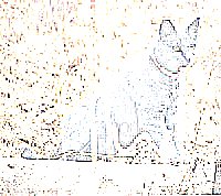 Trace Contours